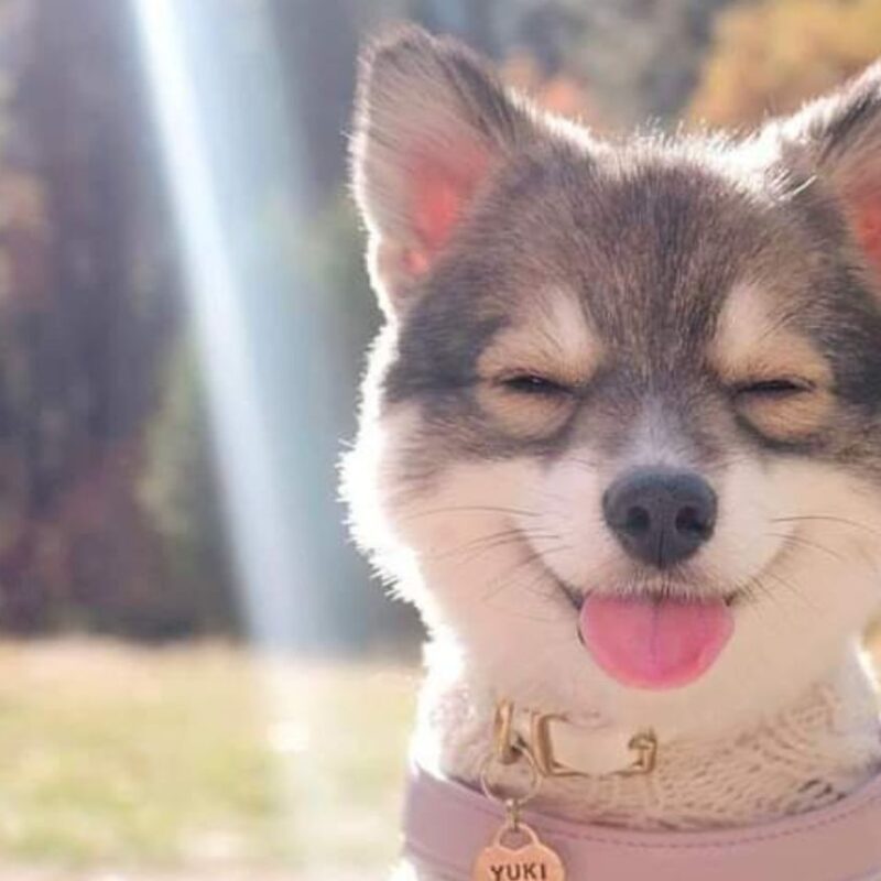 Como identificar um cachorro surdo e quais são as possíveis causas da surdez?