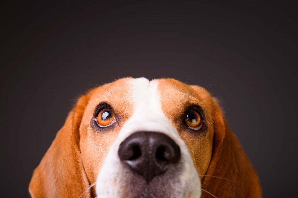 Como levar cachorro para Europa?