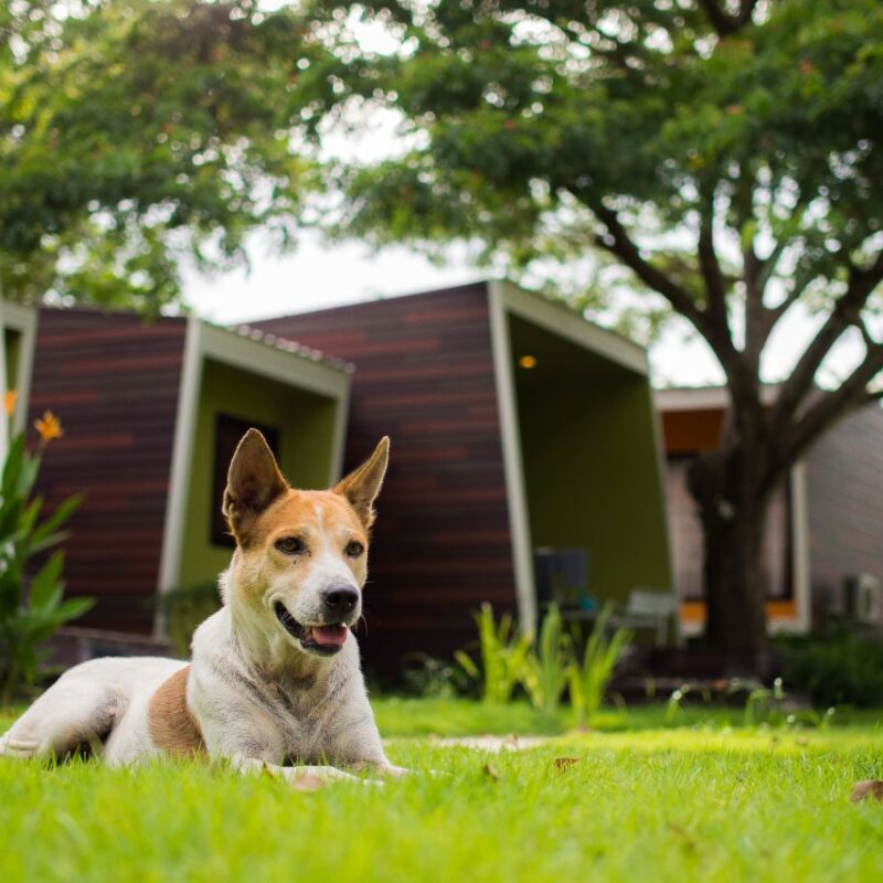 Jardim seguro: 5 plantas liberadas para cães