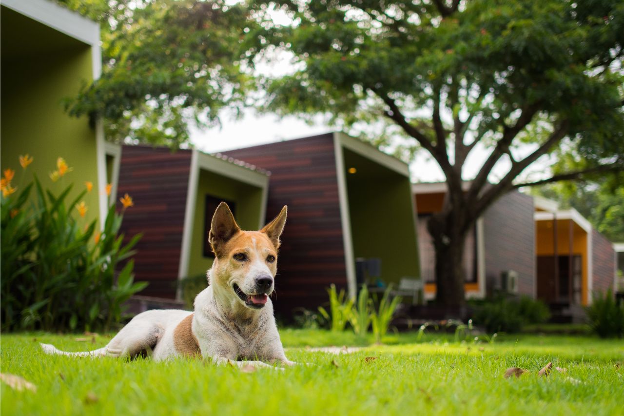 Jardim seguro: 5 plantas liberadas para cães