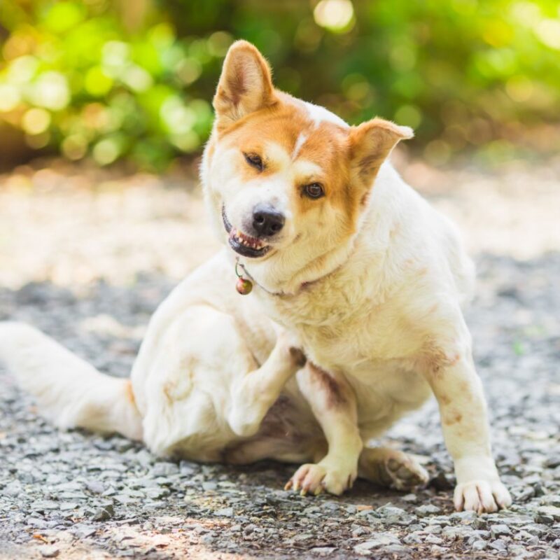 O que é sarna em cachorros e como lidar com esse problema?