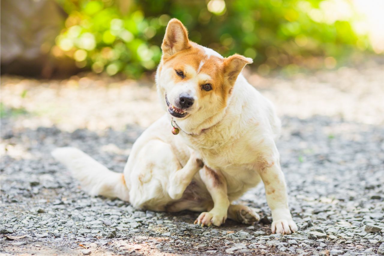 O que é sarna em cachorros e como lidar com esse problema?