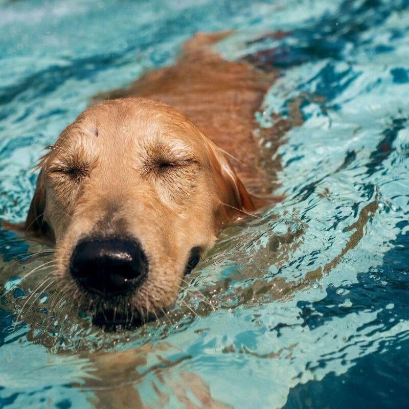 Saiba o que é e os benefícios da hidroterapia para cães