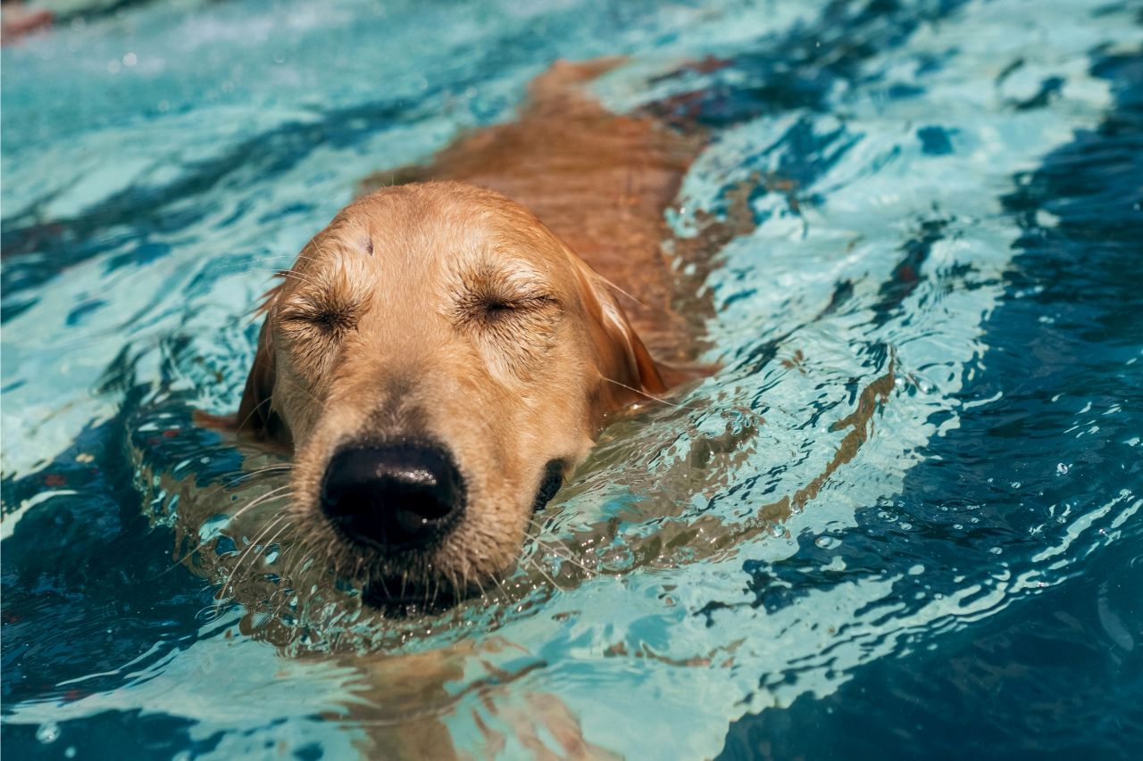 Saiba o que é e os benefícios da hidroterapia para cães