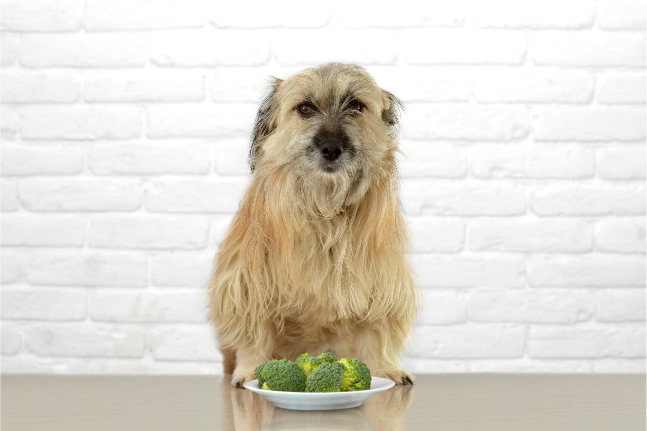 Cães veganos: essa é uma dieta possível para o dog?