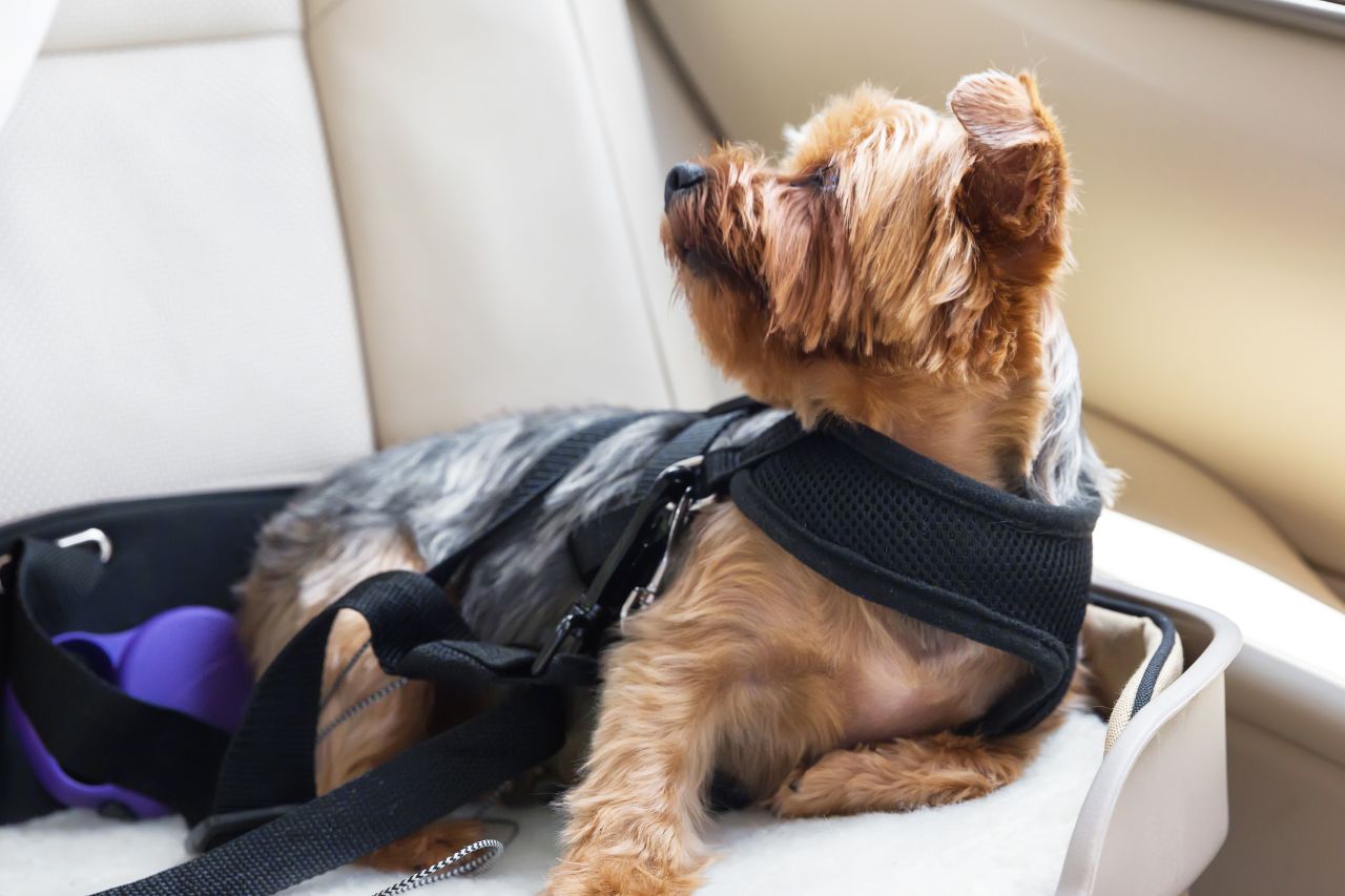Cinto de segurança para cachorro: não viaje sem este acessório!