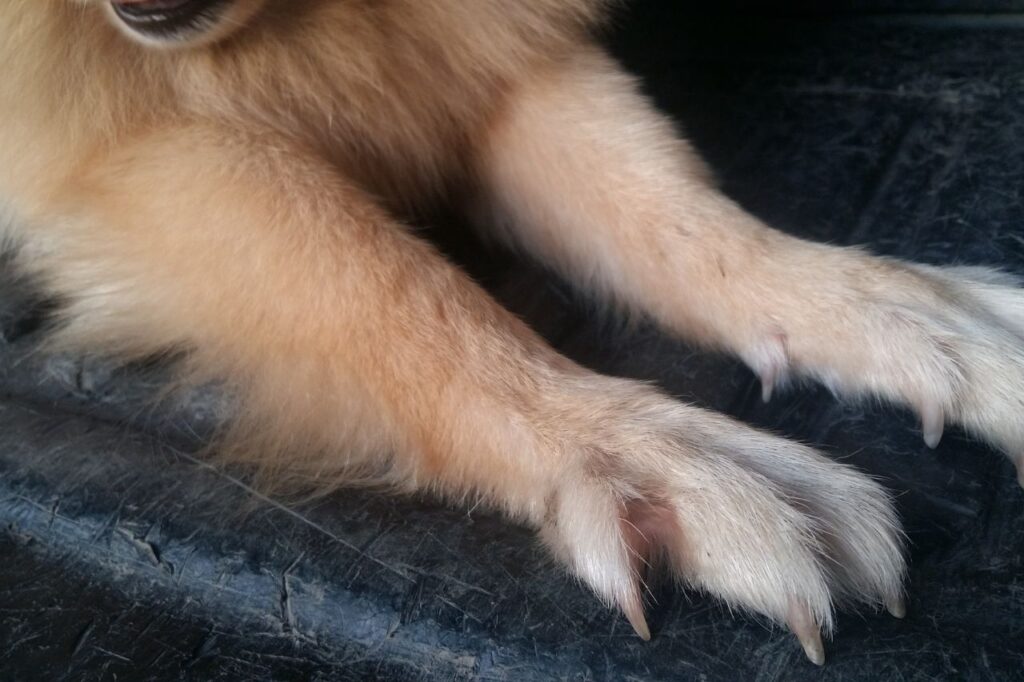 Dermatite atópica em cachorro: saiba tudo sobre a doença!