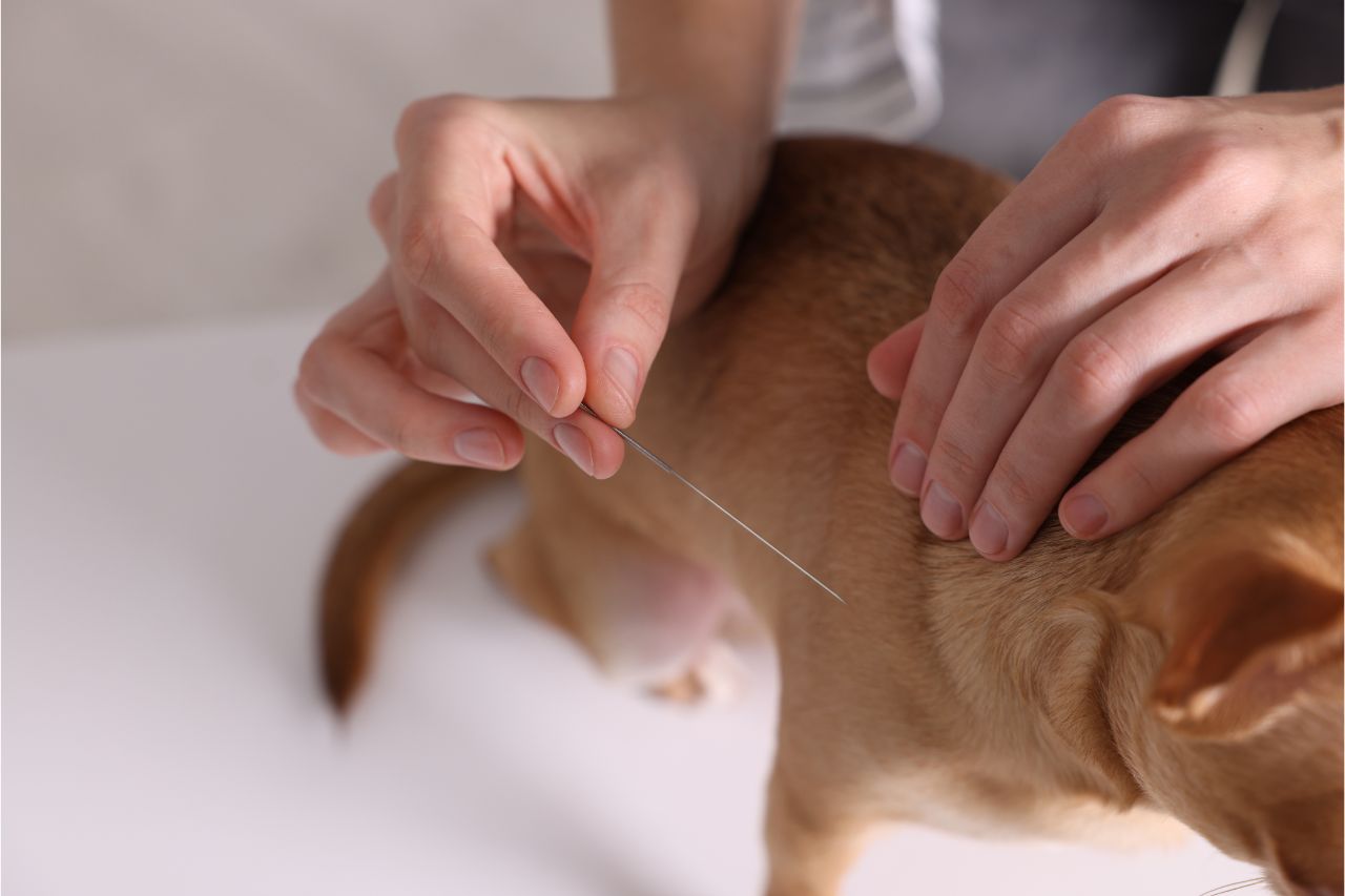 Como funciona a acupuntura para cães e quando ela é recomendada