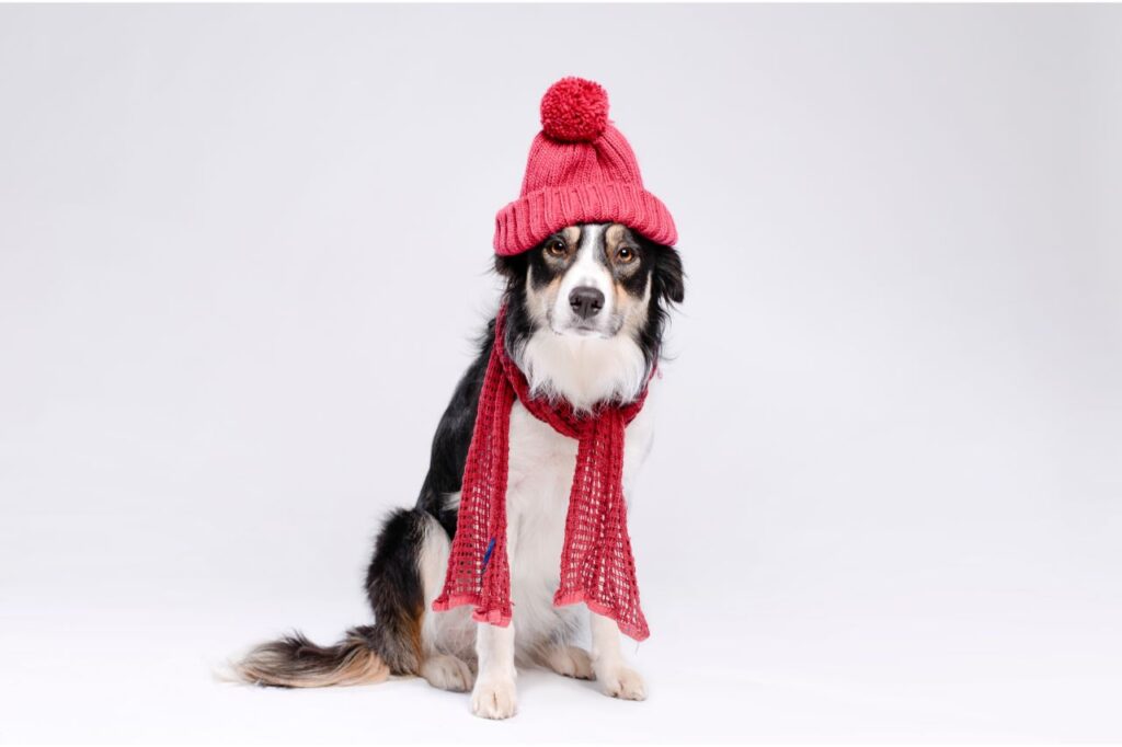 Como saber se o cachorro está com frio?