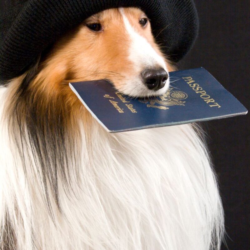 Vai viajar com o dog? Saiba como emitir o passaporte para cães
