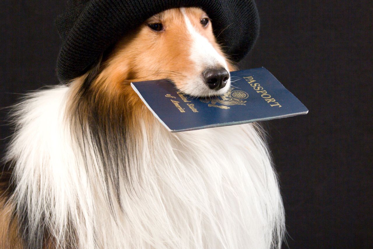 Vai viajar com o dog? Saiba como emitir o passaporte para cães