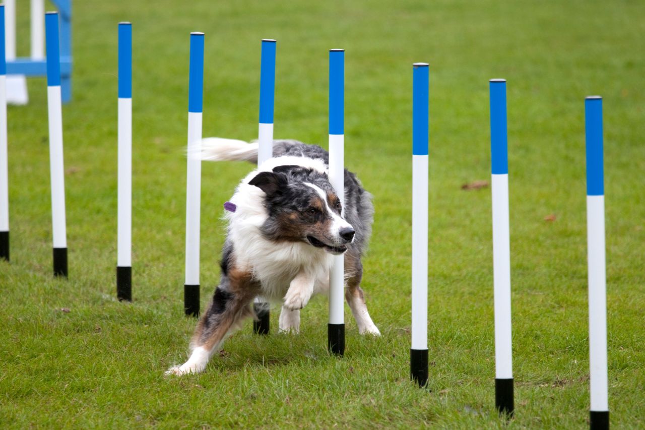 Entenda como funciona o agility: uma atividade democrática para cachorro