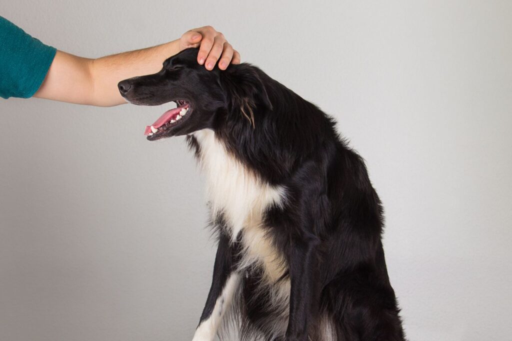 Guia completo: como receber um cachorro adotado em casa com sucesso