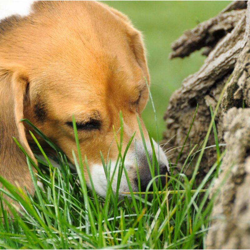 Perigo no jardim: saiba quais são as plantas tóxicas para cachorros