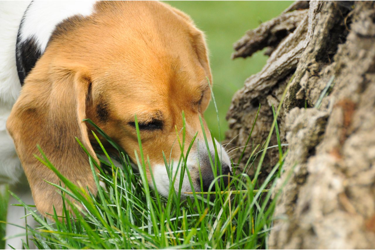 Perigo no jardim: saiba quais são as plantas tóxicas para cachorros