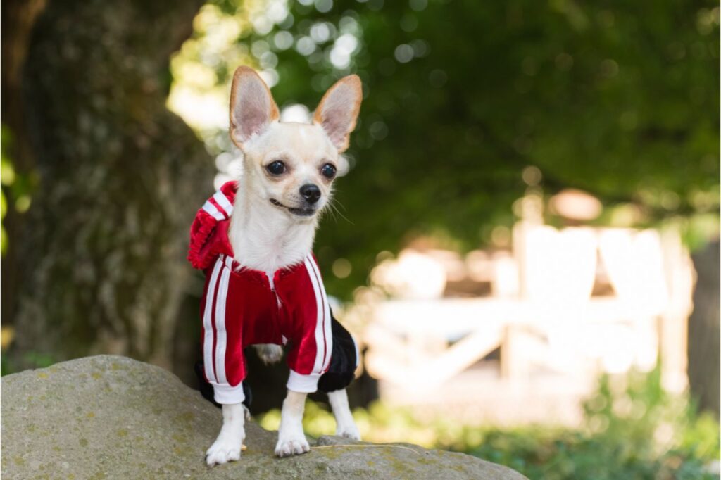 Roupinha para cachorro: como escolher as mais adequadas?