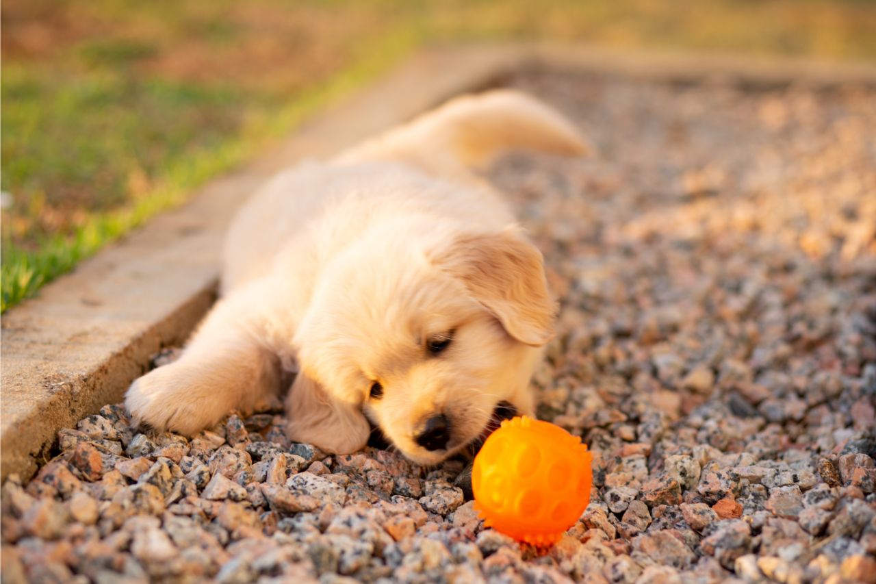 Você sabe por que os cachorros gostam de brincar com bolinha?