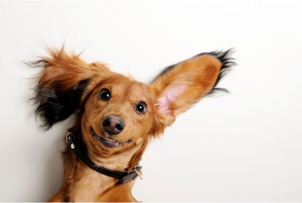 5 curiosidades sobre as orelhas de cachorro