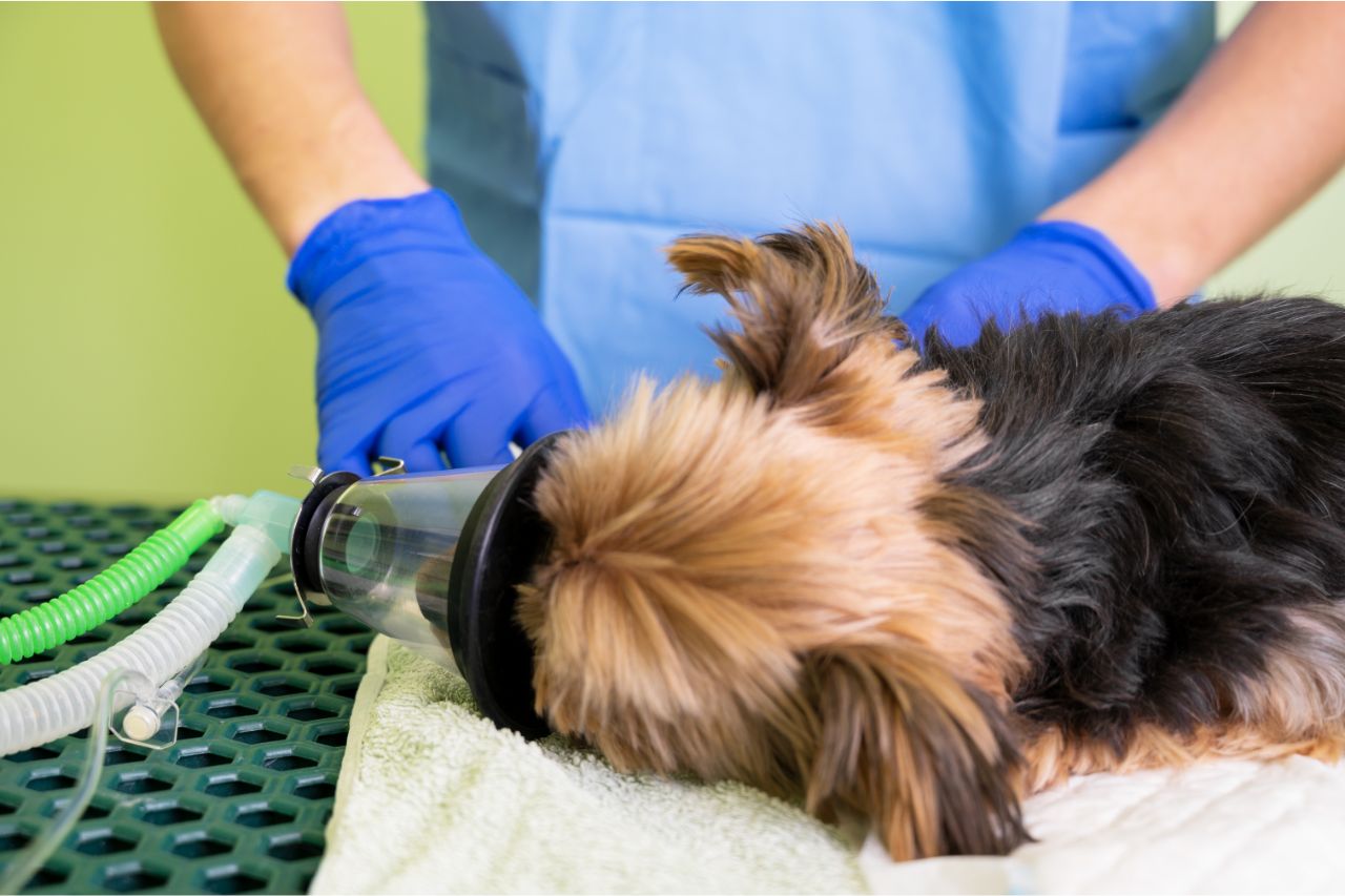 Asma em cachorro: causas, sintomas e tratamento