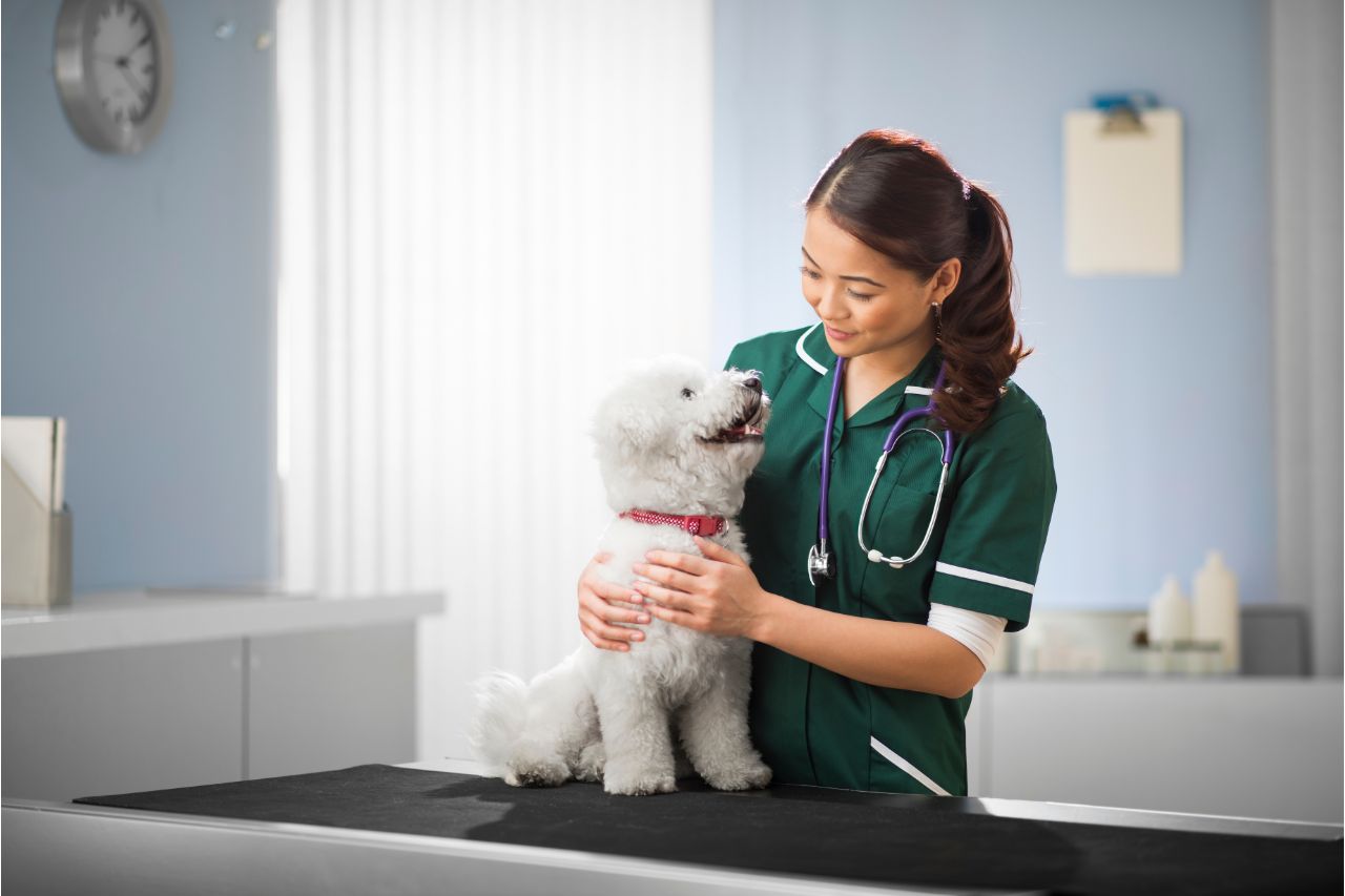Como prevenir cálculo renal em cães?