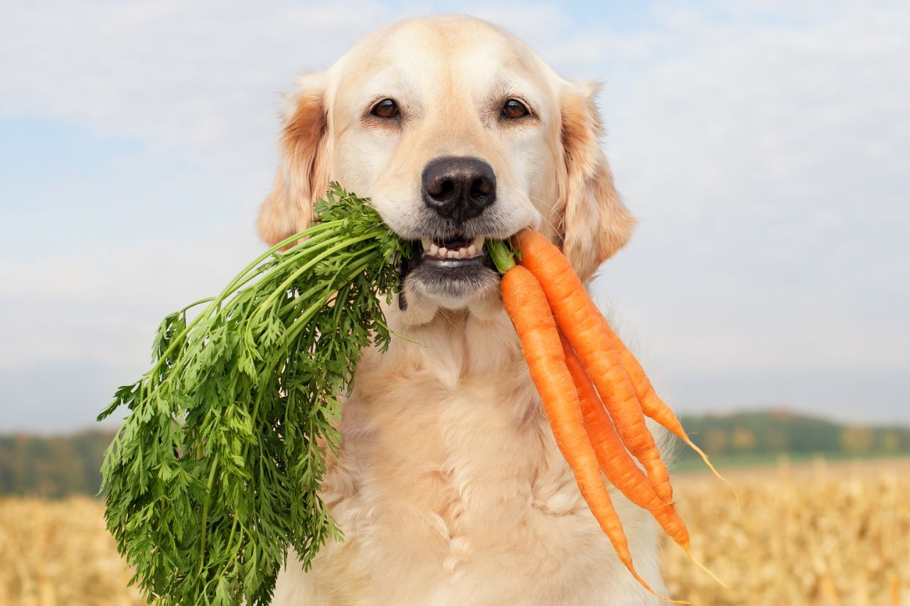 Entenda se o cachorro pode comer legumes cozidos