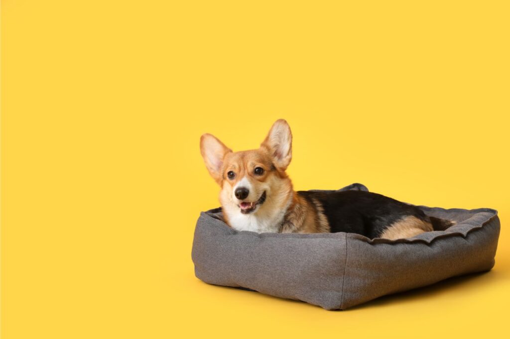 Saiba tudo sobre a raça Corgi, a preferida da realeza britânica