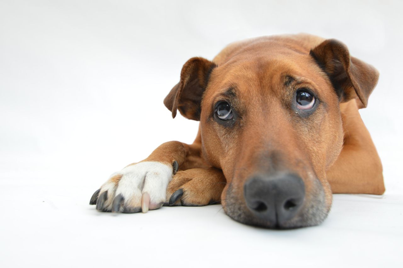 Tudo o que você precisa saber sobre arritmia sinusal em cães