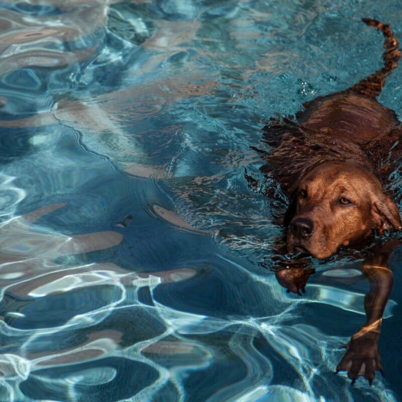 Cachorro-nadador-conheca-5-racas-que-amam-agua