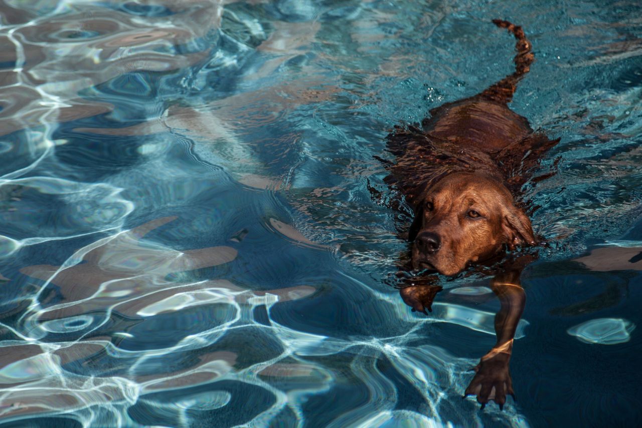 Cachorro nadador: conheça 5 raças que amam água