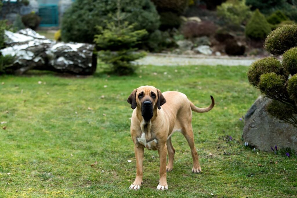 Cães gigantes: confira 5 raças e se apaixone por esses grandalhões