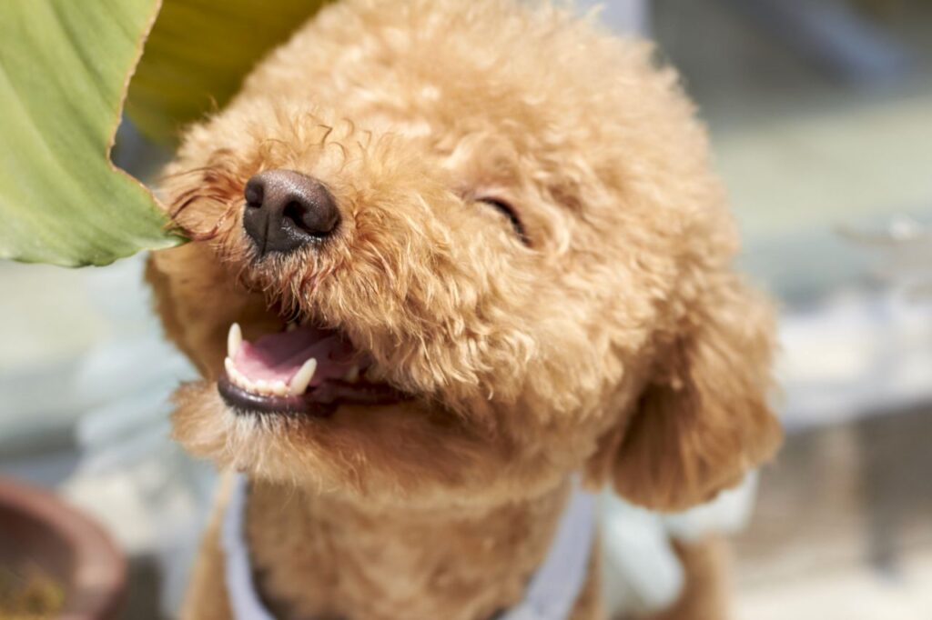 Comportamento canino: saiba como entender o seu aumigo melhor