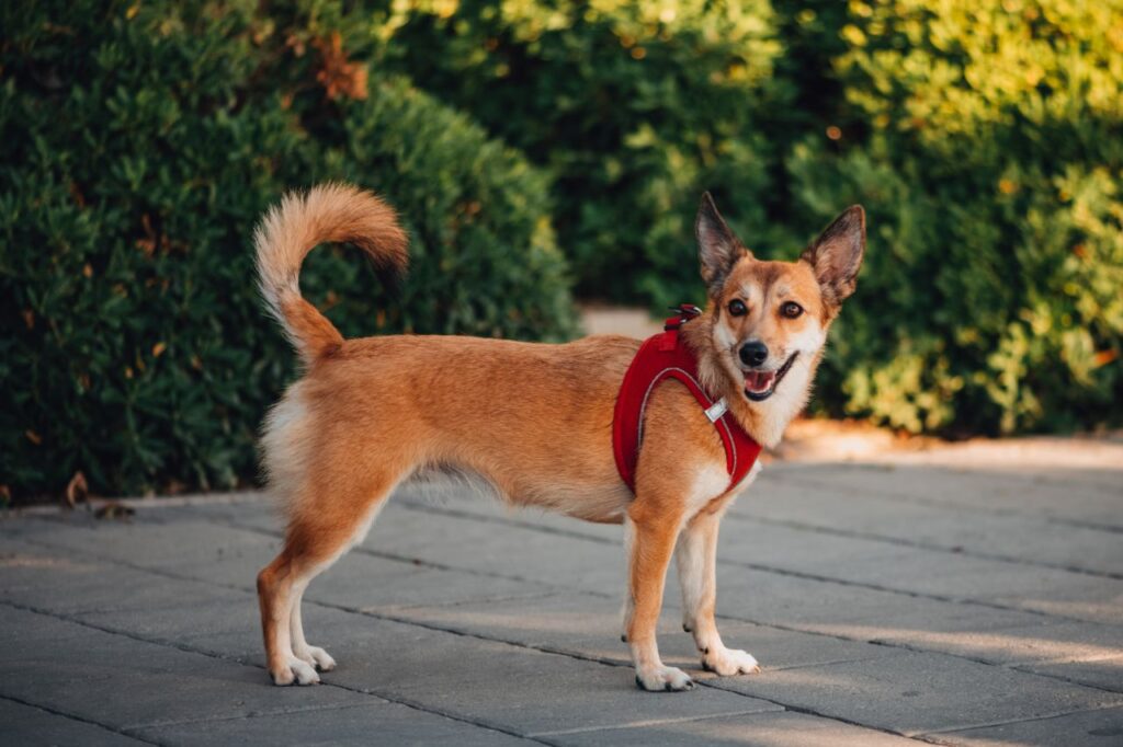 Lundehund Norueguês: conheça mais sobre essa raça um tanto curiosa