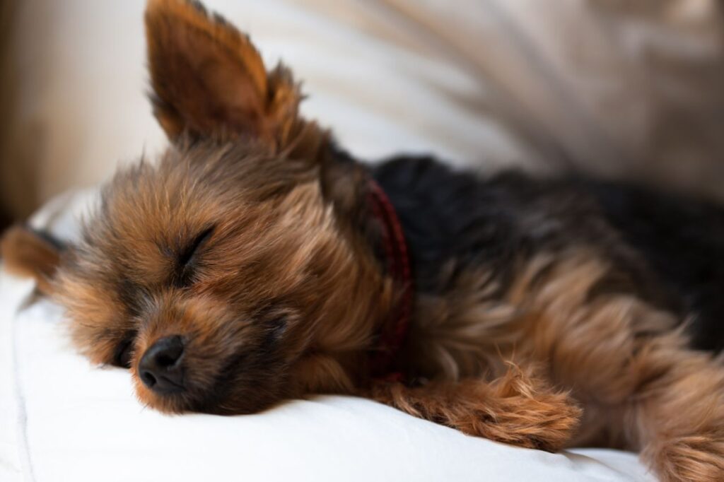 Os tipos mais comuns de vermes em cães e os sintomas de cada um