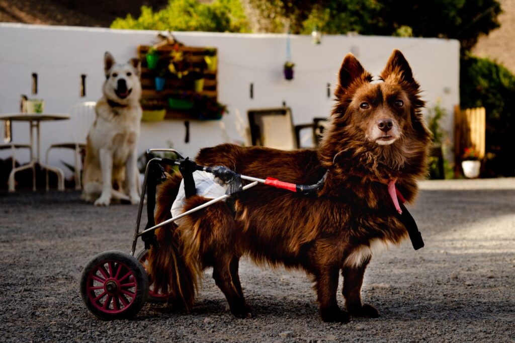Paralisia em cães: entenda as principais causas