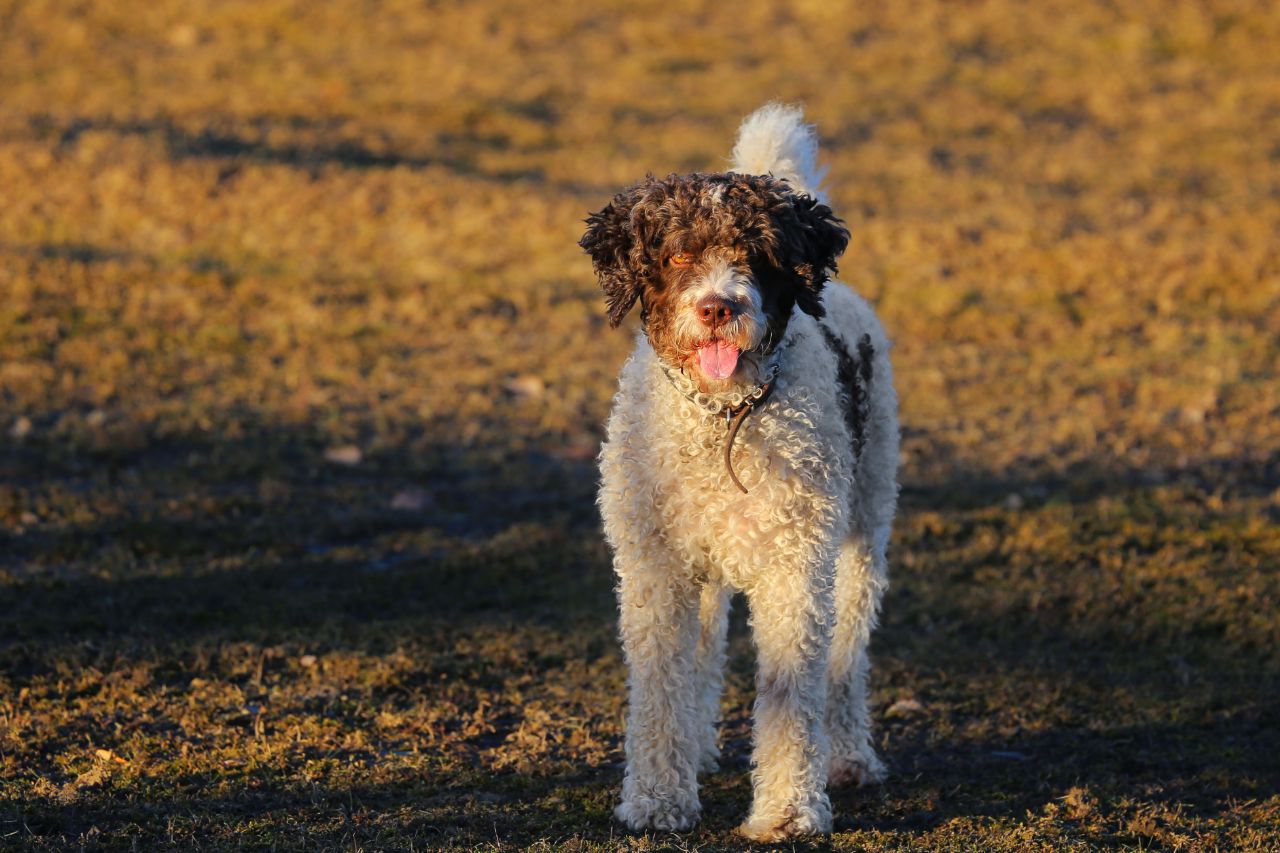 Saiba tudo sobre o Cão de Água Espanhol