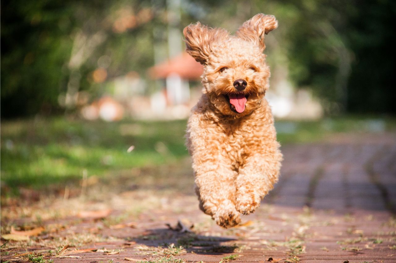 Saiba tudo sobre os cachorros hipoalergênicos