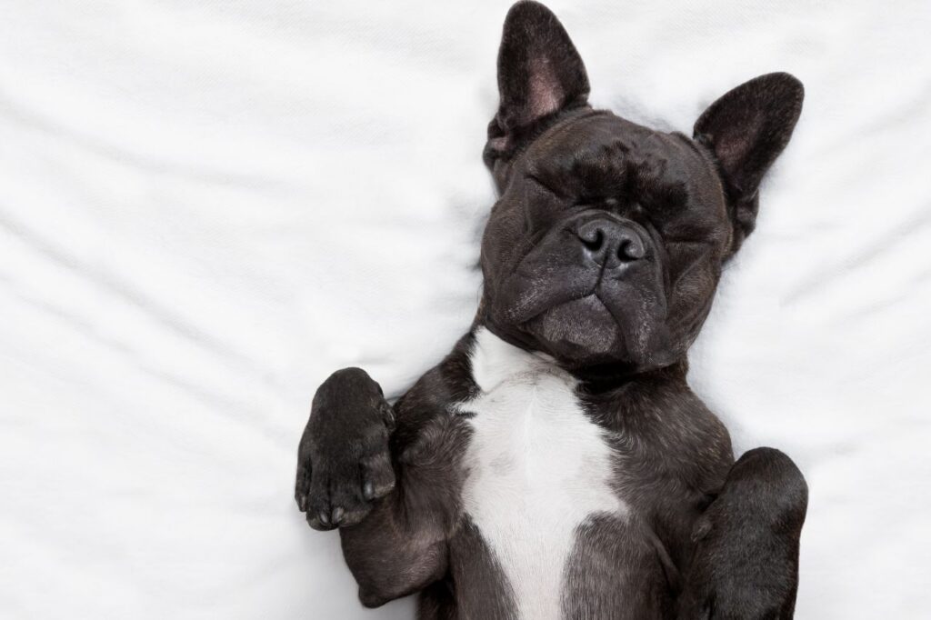 Cão com dor abdominal: quais são as causas e o que fazer?