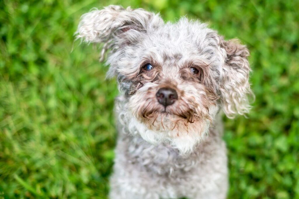 Lágrima ácida: raças mais propensas, prevenção e tratamento