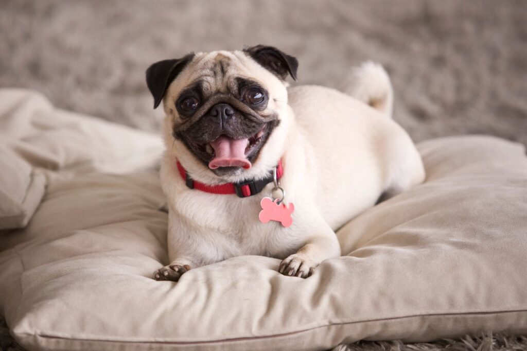 5 curiosidades sobre os amados doguinhos da raça Pug