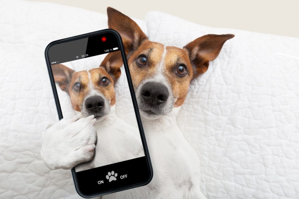 5 dicas para criar um perfil de cachorro e arrasar nas redes!
