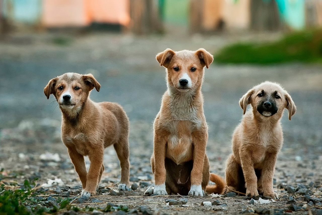 Cachorros de raça ou sem raça definida: qual escolher?