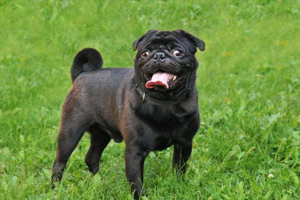 Cachorro estrábico: entenda tudo sobre esses pets