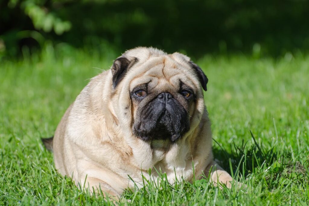 Cachorro gordo não é fofo! Veja os perigos da obesidade canina