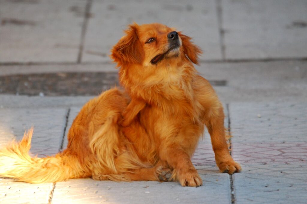 Cachorro se coçando muito: o que pode ser?