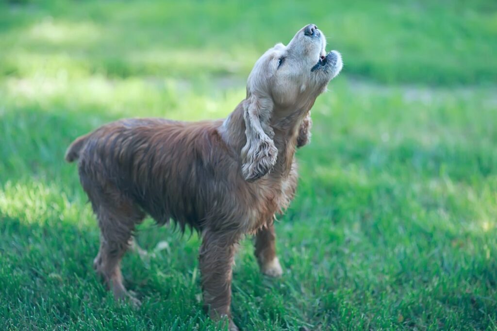 Cachorro uivando: como evitar esse comportamento no cão?
