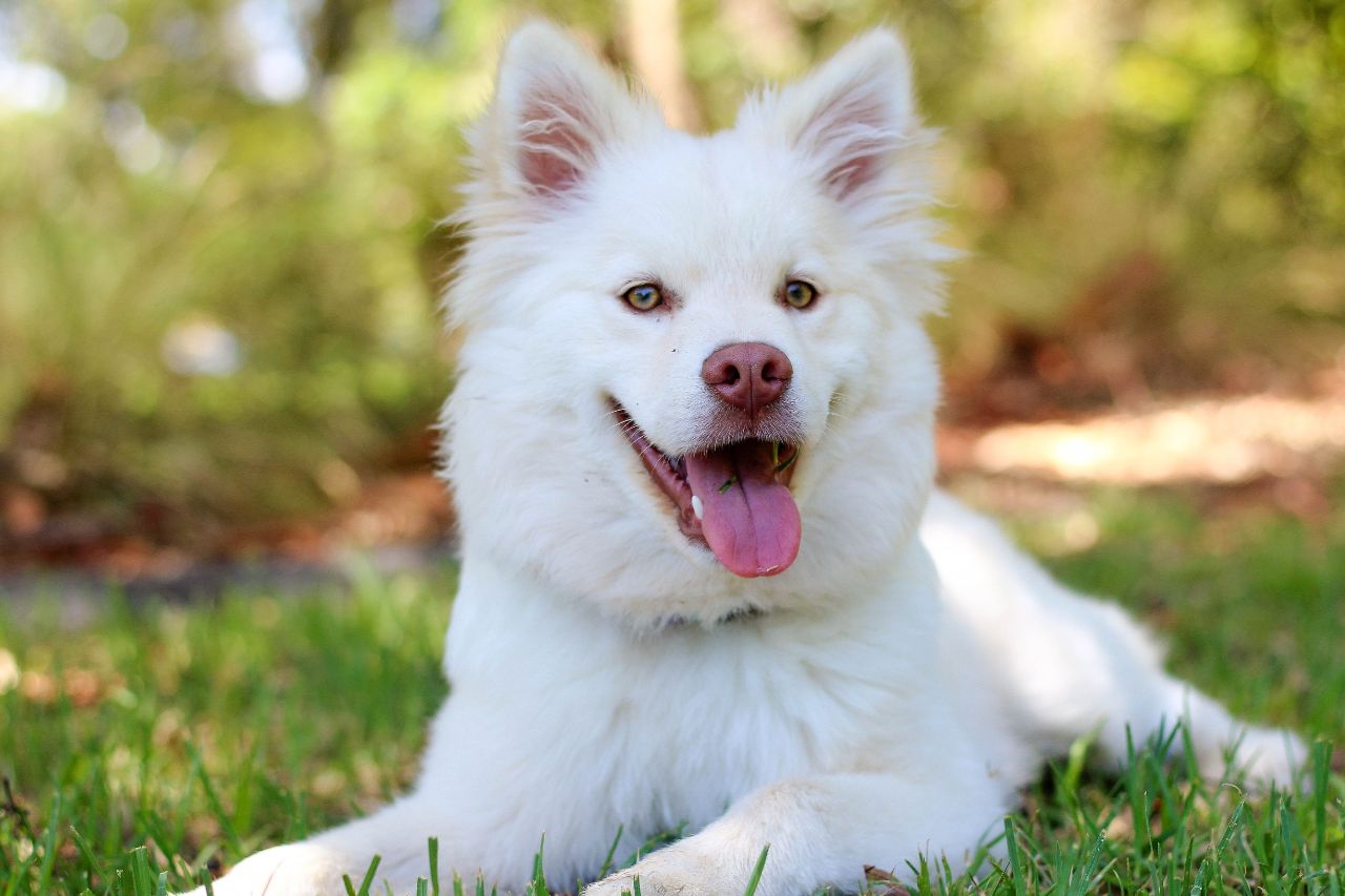 Como cuidar da pelagem de um cachorro branco?