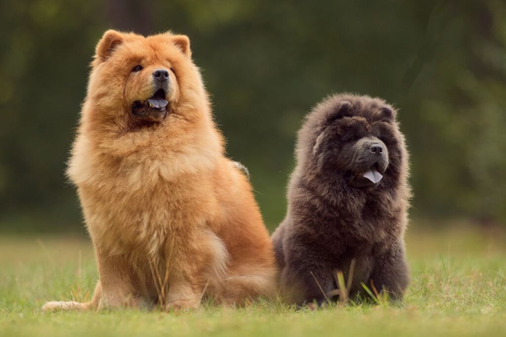 Descubra tudo sobre os dogs da raça Chow Chow