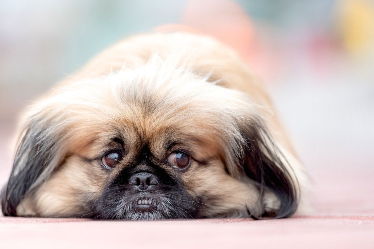 Hemorroida em cachorros: é possível? Descubra
