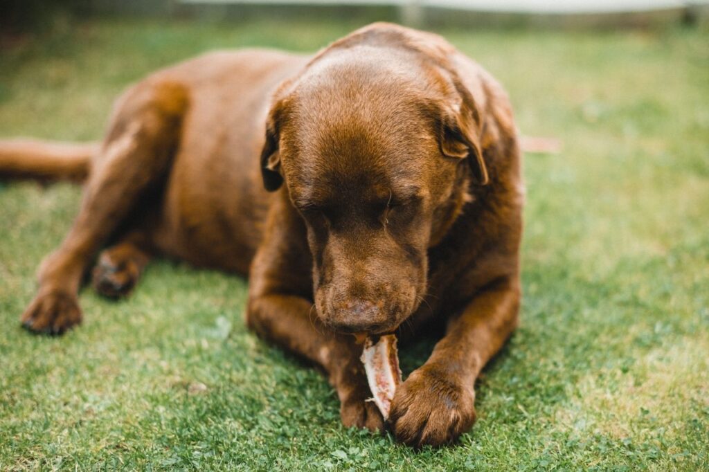 Principais benefícios do osso defumado para cachorro