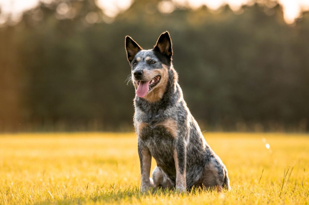 Blue Heeler: entenda por que ele é um cãozinho encantador